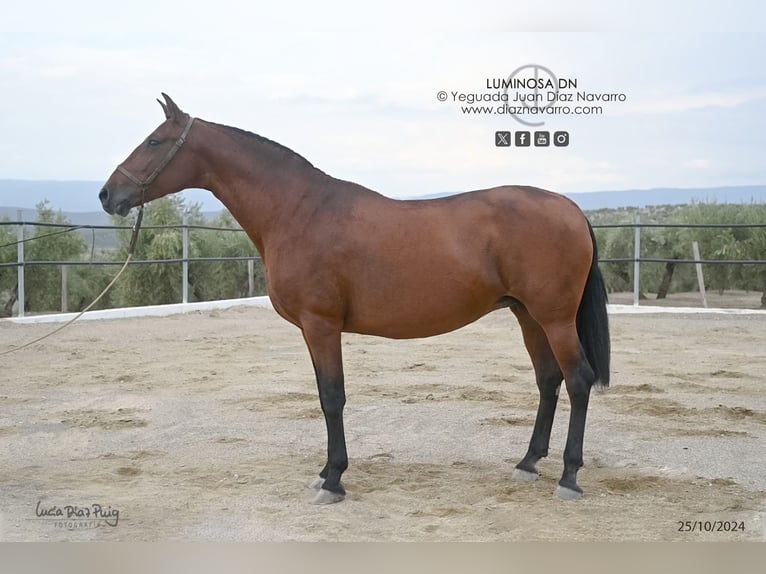 PRE Mix Stute 17 Jahre 166 cm Brauner in Arjona