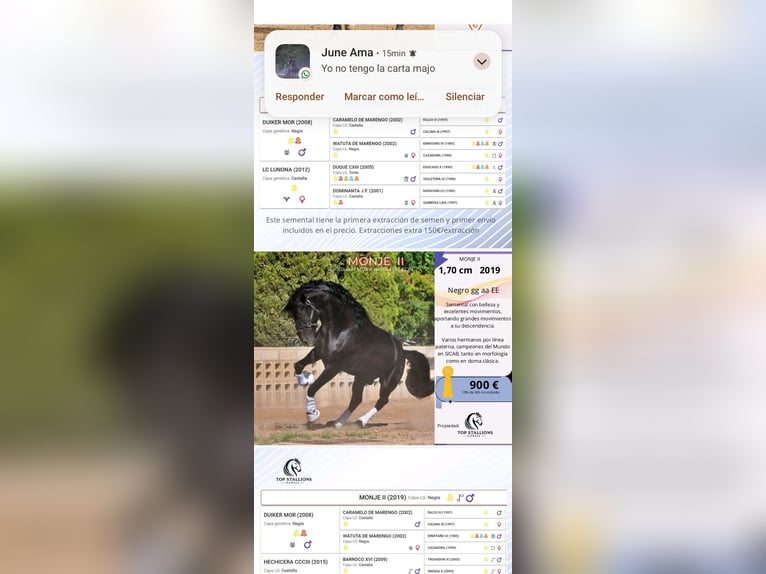 PRE Stute 17 Jahre Dunkelbrauner in Sodupe