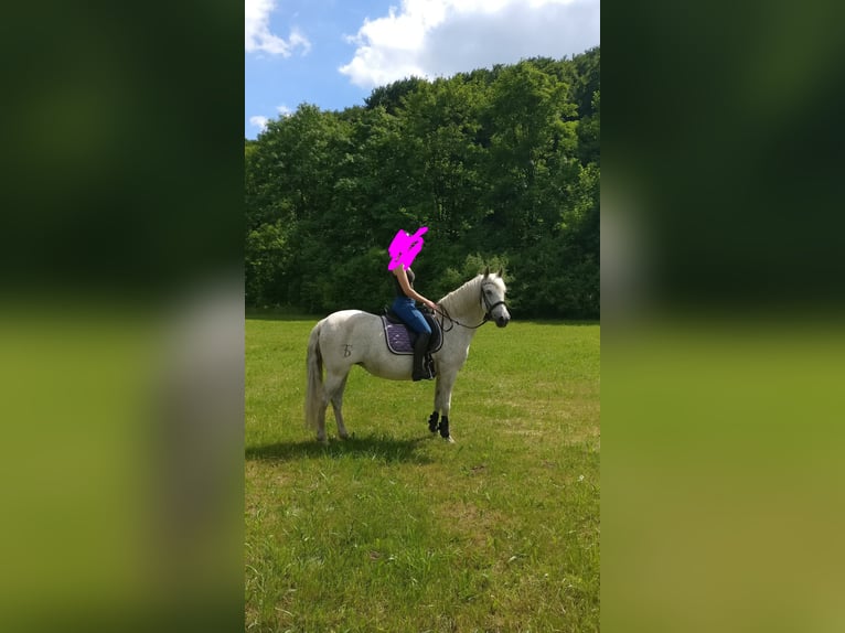 PRE Mix Stute 18 Jahre 150 cm Fliegenschimmel in Paderborn