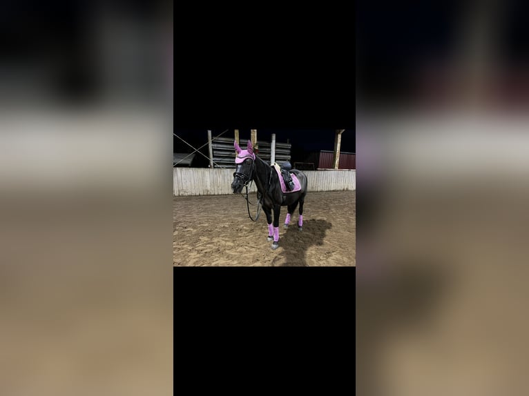 PRE Stute 18 Jahre 153 cm Rappe in Butjadingen