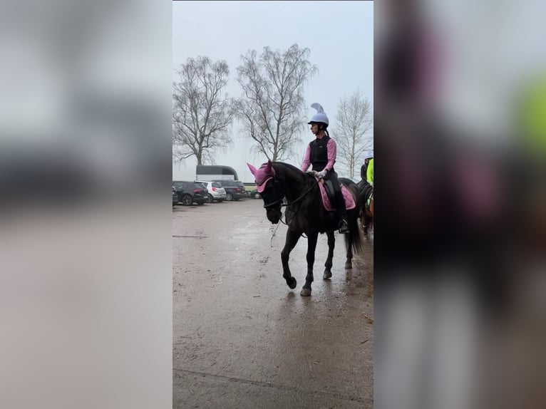 PRE Stute 18 Jahre 153 cm Rappe in Butjadingen