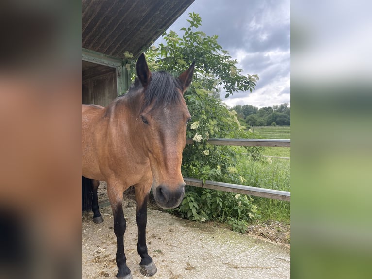 PRE Mix Stute 18 Jahre 158 cm Roan-Bay in Marloffstein