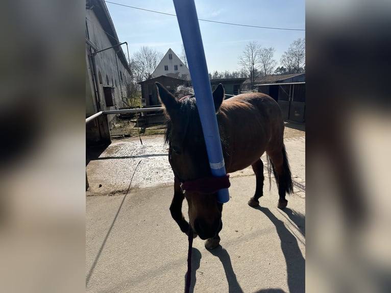 PRE Mix Stute 18 Jahre 158 cm Roan-Red in Marloffstein