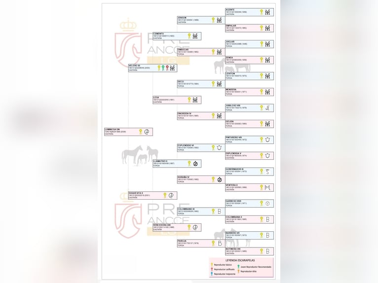 PRE Stute 18 Jahre 166 cm Brauner in Arjona