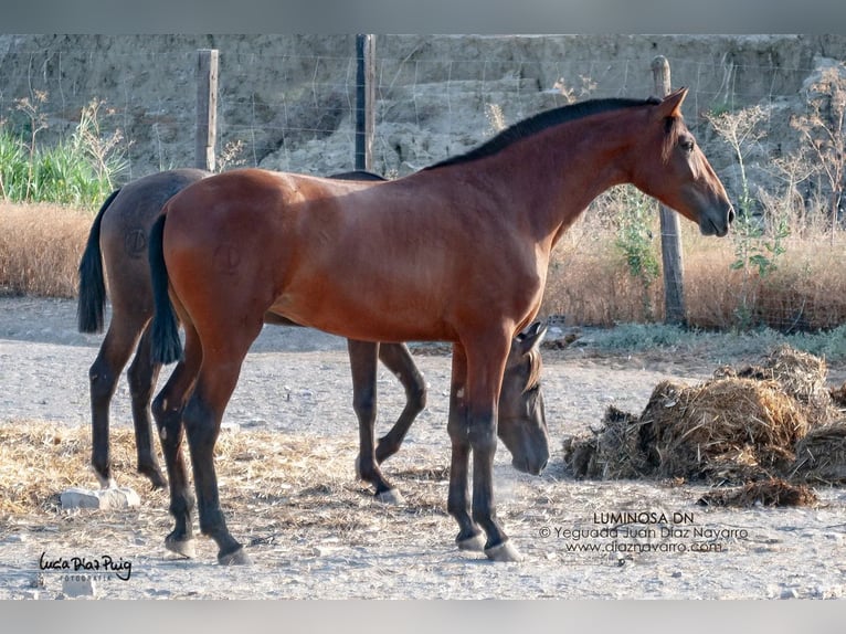 PRE Stute 18 Jahre 166 cm Brauner in Arjona