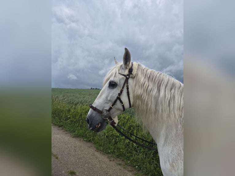 PRE Stute 19 Jahre 155 cm  in Lebrade