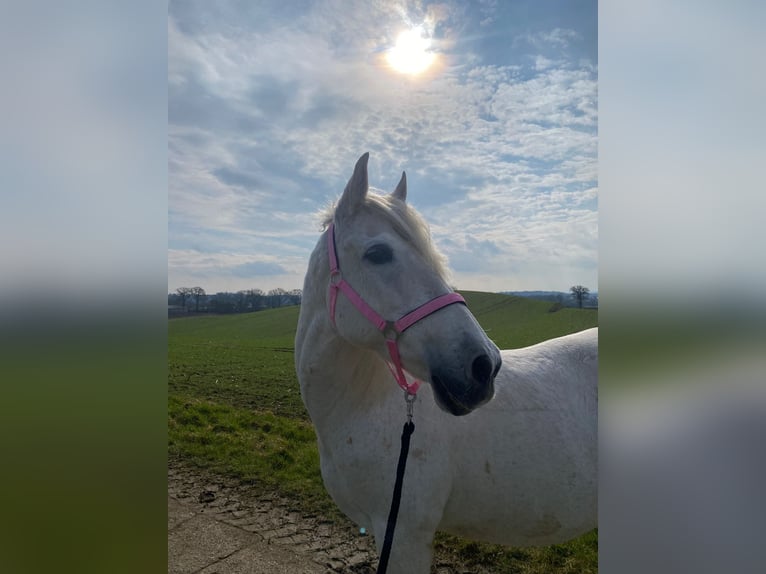 PRE Stute 19 Jahre 155 cm  in Lebrade