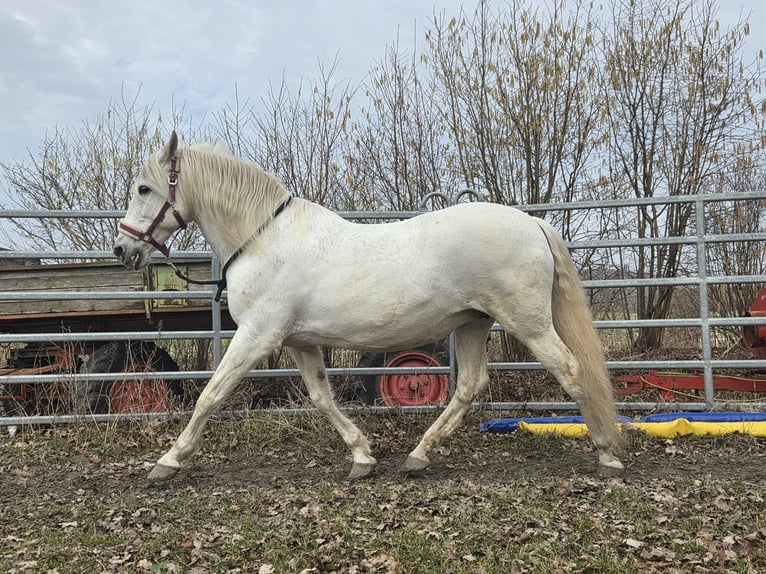 PRE Stute 19 Jahre 155 cm  in Lebrade