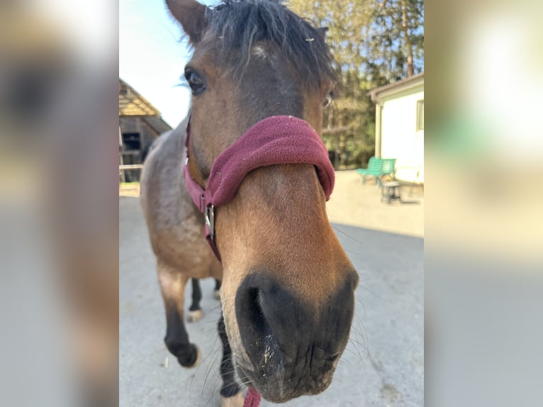PRE Mix Stute 19 Jahre 158 cm Roan-Bay in Marloffstein