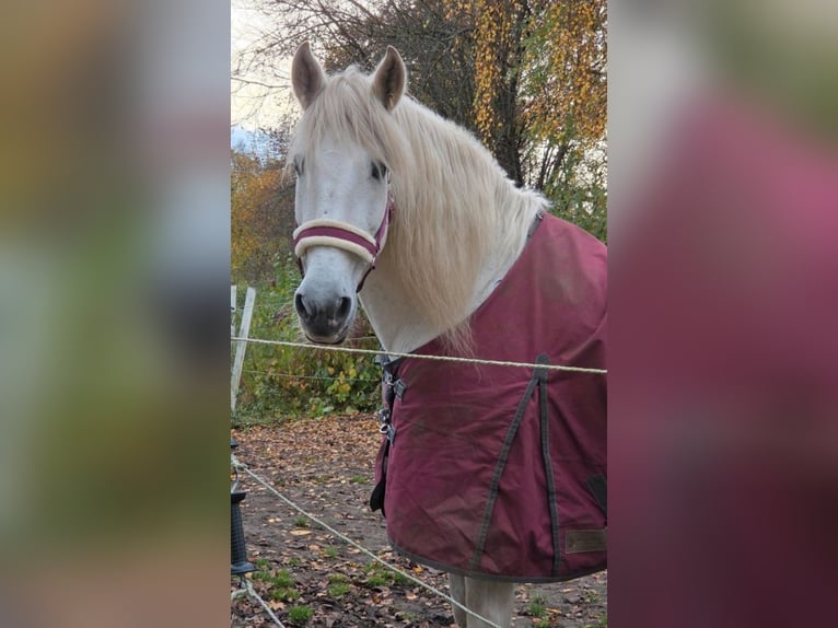 PRE Stute 19 Jahre  in Ratjensdorf