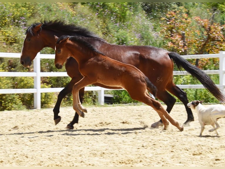PRE Stute 1 Jahr 125 cm Brauner in Provinz Malaga