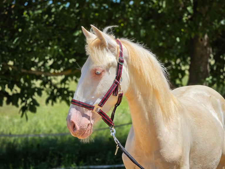 PRE Mix Stute 1 Jahr 135 cm Perlino in Visz