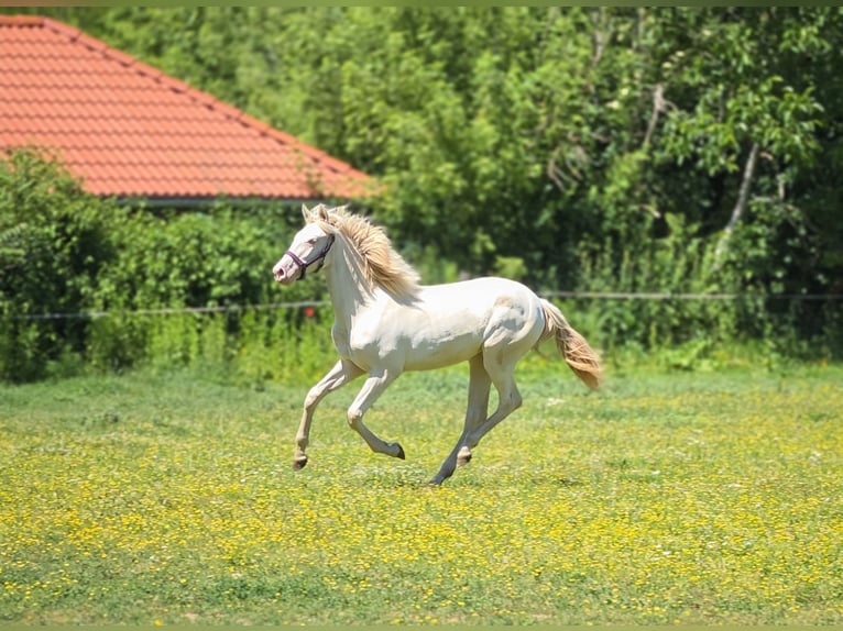 PRE Mix Stute 1 Jahr 137 cm Perlino in Visz