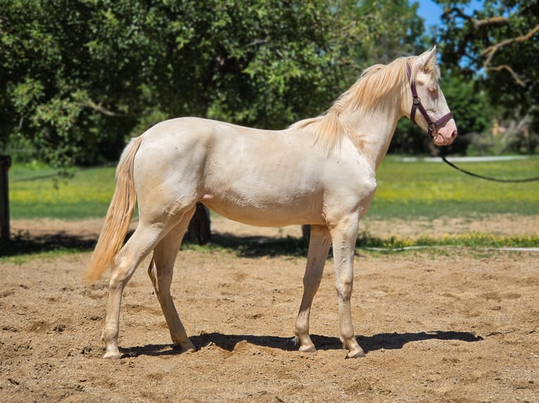 PRE Mix Stute 1 Jahr 137 cm Perlino in Visz