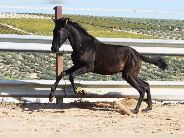PRE Stute 1 Jahr 138 cm Rappe in Provinz Cordoba