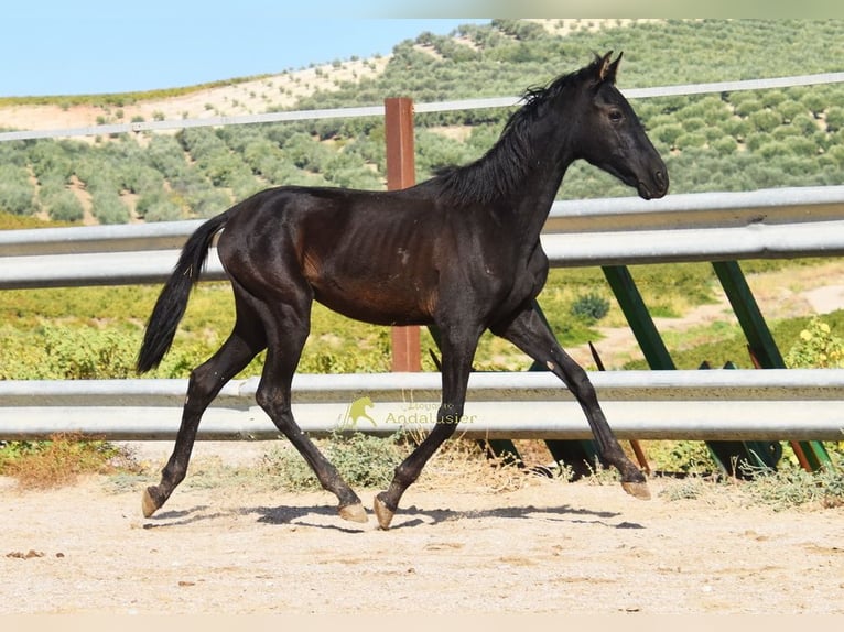 PRE Stute 1 Jahr 138 cm Rappe in Provinz Cordoba
