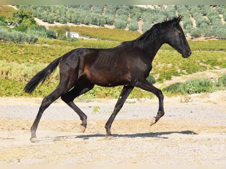PRE Stute 1 Jahr 138 cm Rappe in Provinz Cordoba