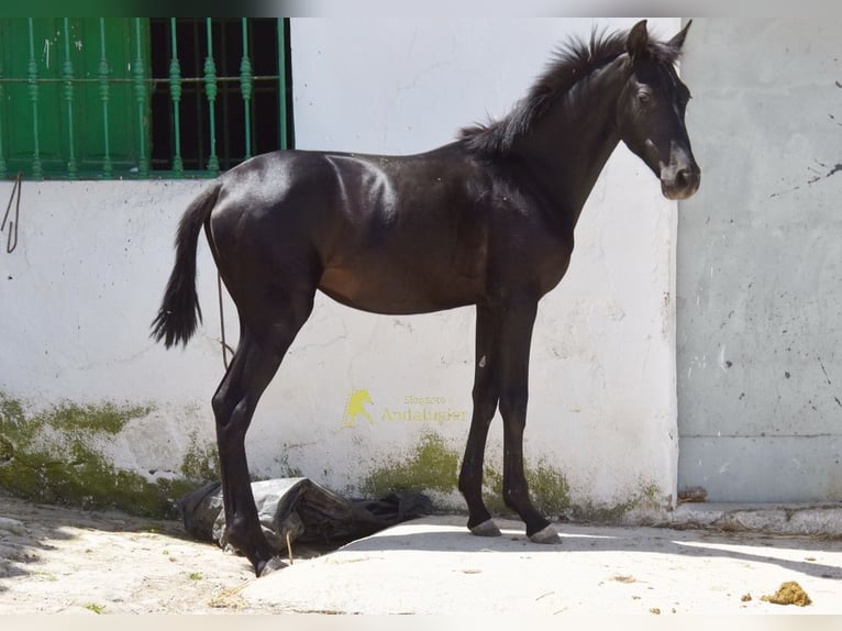 PRE Stute 1 Jahr 139 cm Rappe in Provinz Cordoba