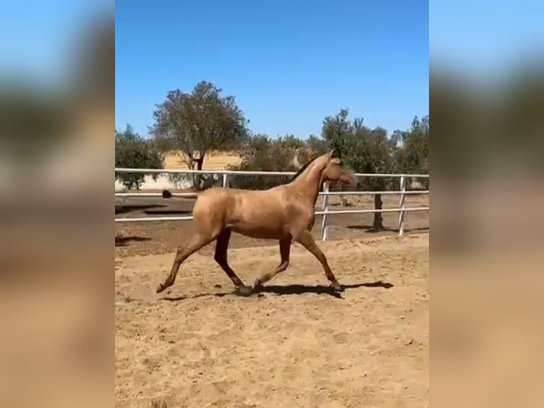 PRE Stute 1 Jahr 140 cm Falbe in Zalamea De La Serena