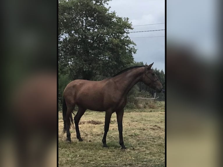 PRE Mix Stute 1 Jahr 140 cm Rappe in San Cibrao Das Viñas (Capital)