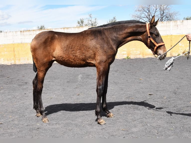 PRE Stute 1 Jahr 147 cm Falbe in Provinz Granada