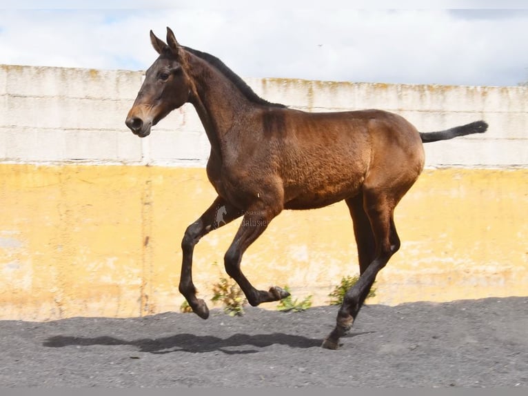PRE Stute 1 Jahr 147 cm Falbe in Provinz Granada
