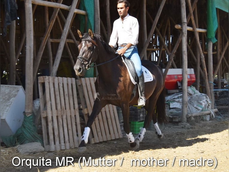 PRE Mix Stute 1 Jahr 149 cm Fuchs in Provinz Granada