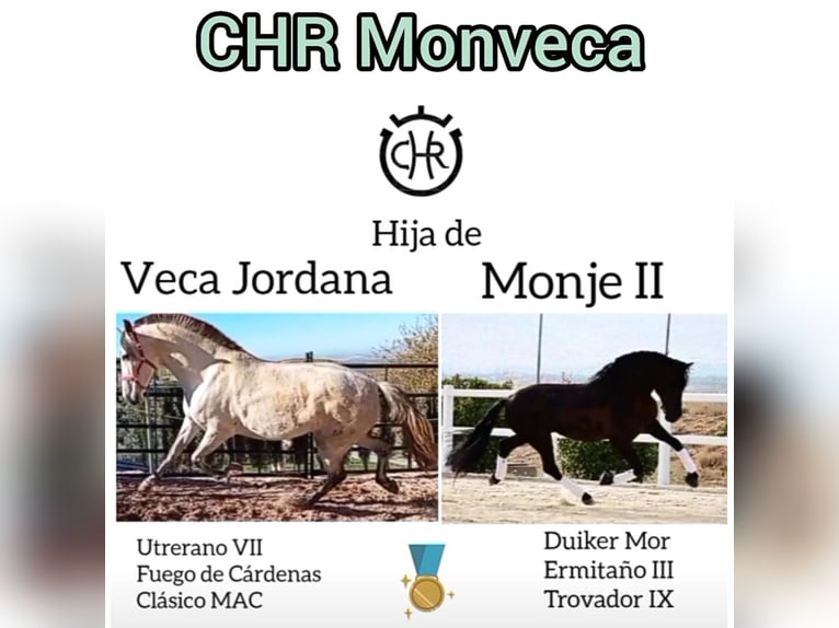 PRE Stute 1 Jahr 150 cm Dunkelbrauner in Estepa