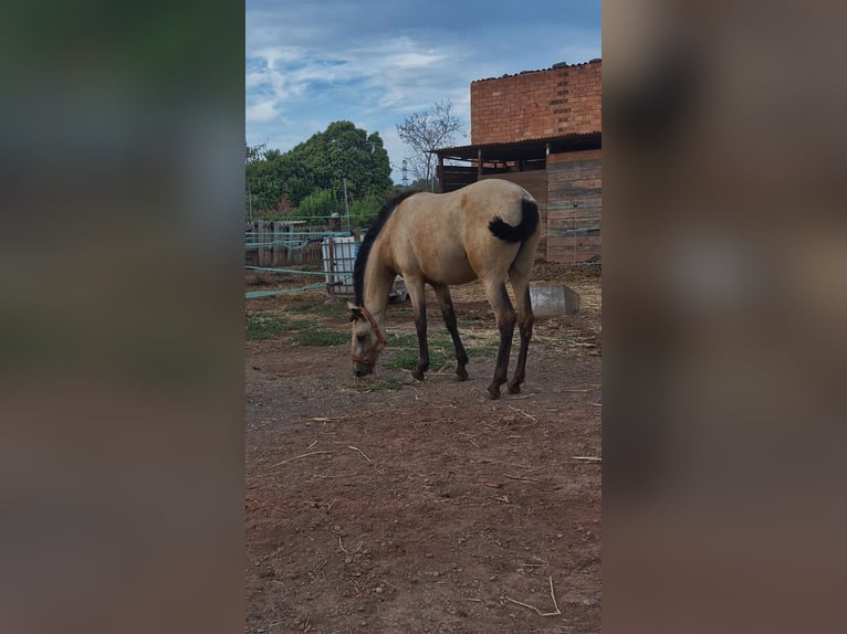 PRE Mix Stute 1 Jahr 150 cm Falbe in Manresa