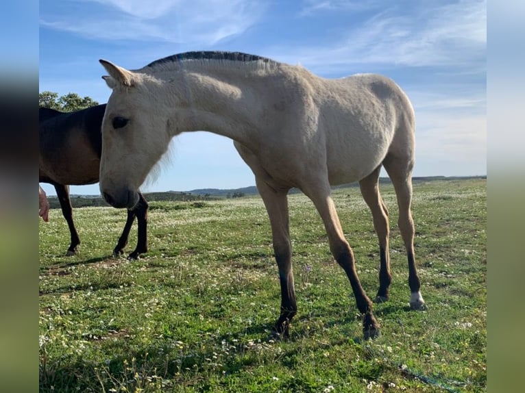 PRE Stute 1 Jahr 150 cm Falbe in El Cerro De Andevalo