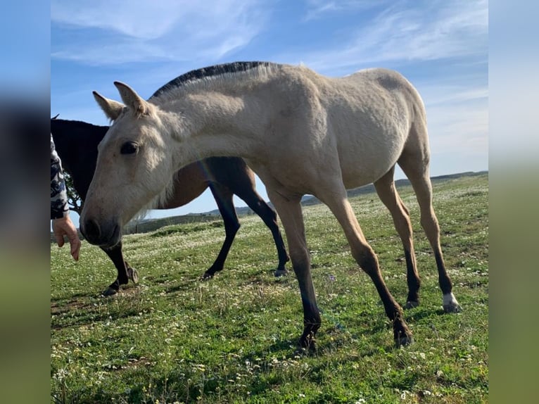 PRE Stute 1 Jahr 150 cm Falbe in El Cerro De Andevalo