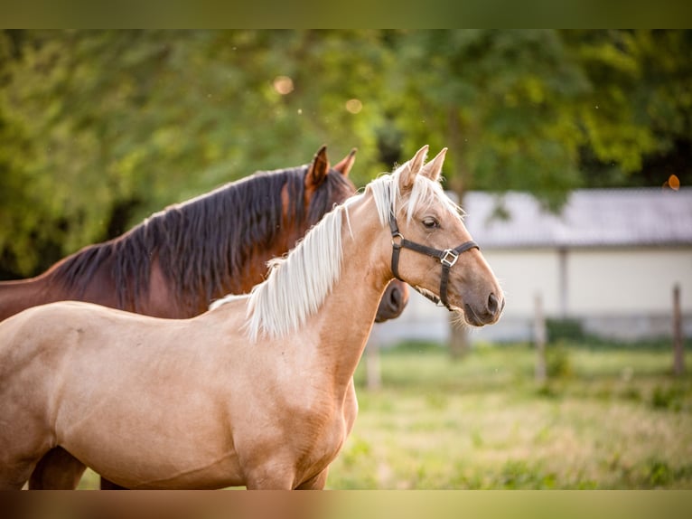 PRE Mix Stute 1 Jahr 150 cm Palomino in &#xC9;commoy