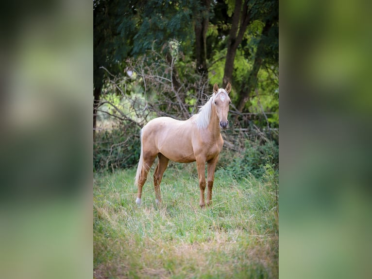 PRE Mix Stute 1 Jahr 150 cm Palomino in &#xC9;commoy