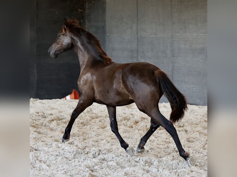 PRE Stute 1 Jahr 150 cm Rappe in Joigny
