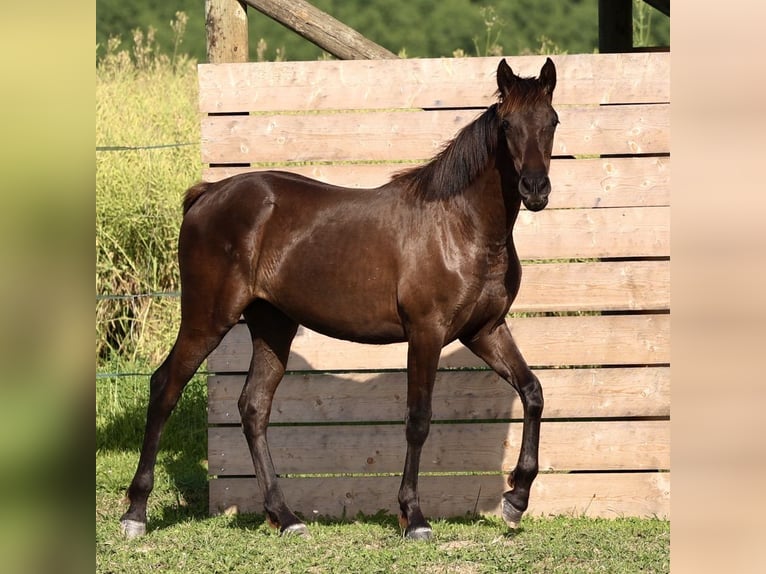 PRE Stute 1 Jahr 150 cm Rappe in Joigny