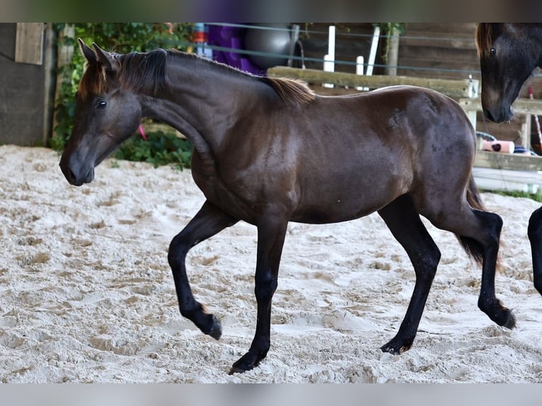 PRE Stute 1 Jahr 150 cm Rappe in Joigny