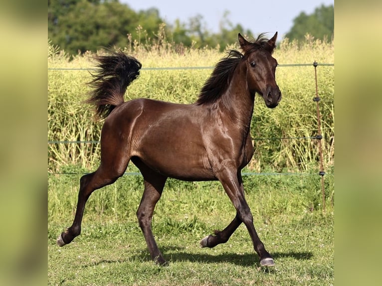 PRE Stute 1 Jahr 150 cm Rappe in Joigny