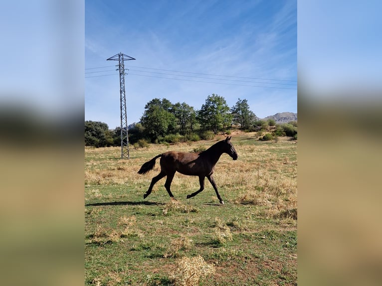 PRE Stute 1 Jahr 150 cm Rappe in La Vecilla De Curueño