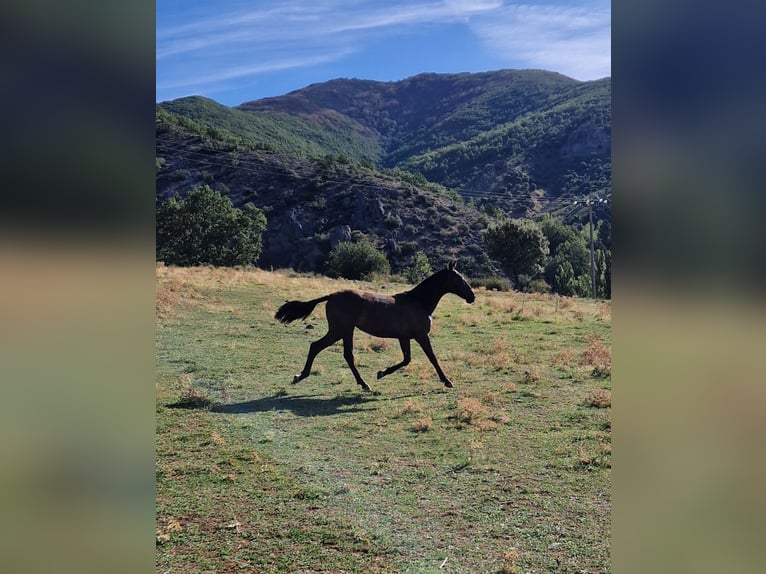 PRE Stute 1 Jahr 150 cm Rappe in La Vecilla De Curueño