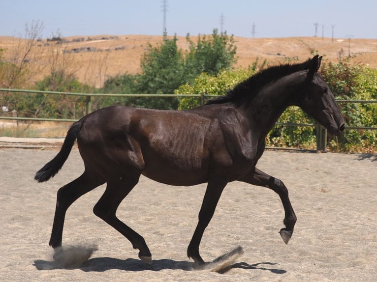 PRE Mix Stute 1 Jahr 150 cm Rappe in Navas Del Madro&#xF1;o