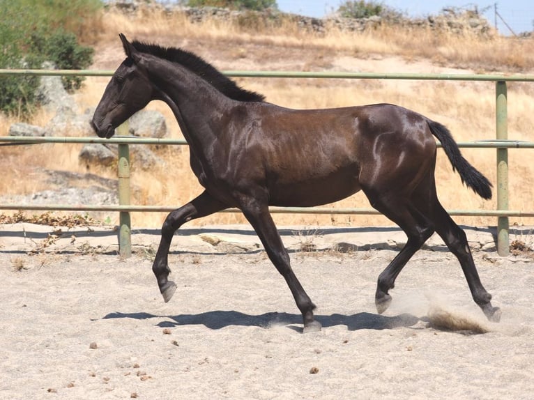 PRE Mix Stute 1 Jahr 150 cm Rappe in Navas Del Madro&#xF1;o