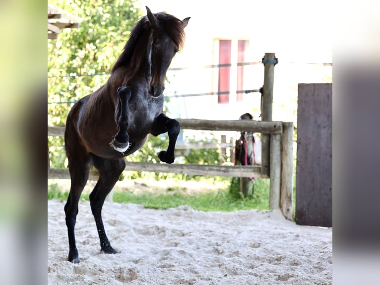 PRE Stute 1 Jahr 150 cm Schimmel in Joigny