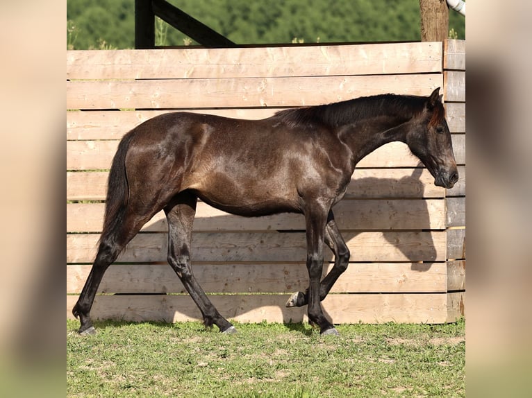 PRE Stute 1 Jahr 150 cm Schimmel in Joigny