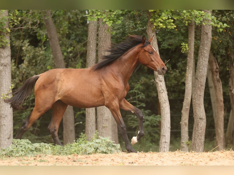 PRE Mix Stute 1 Jahr 151 cm Brauner in Speyer