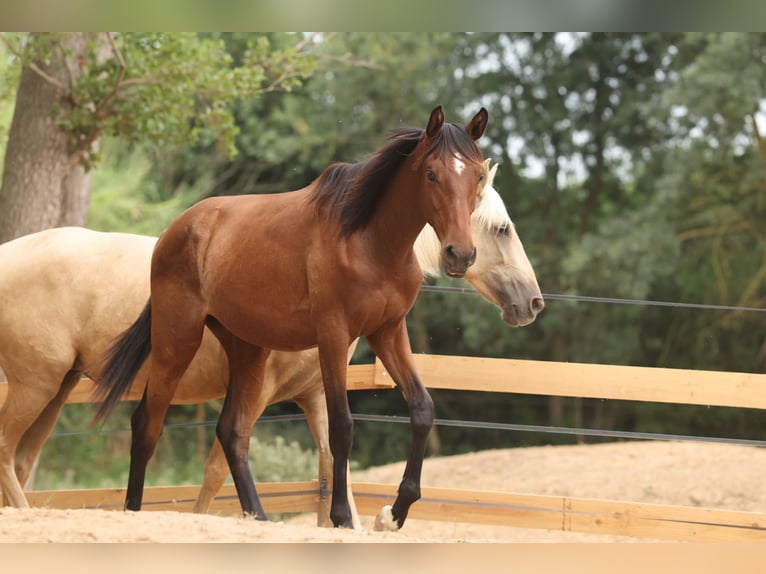 PRE Mix Stute 1 Jahr 151 cm Brauner in Speyer