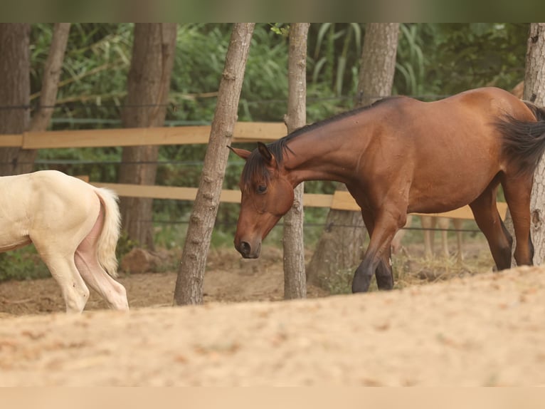 PRE Mix Stute 1 Jahr 151 cm Brauner in Speyer