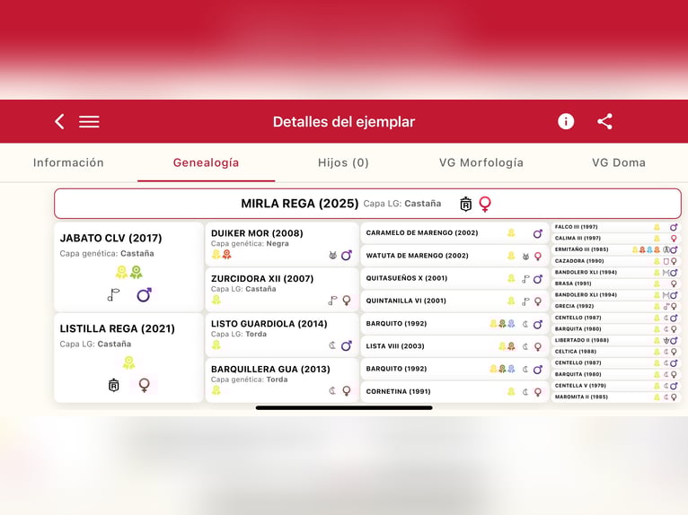 PRE Mix Stute 1 Jahr 152 cm Brauner in Andujar