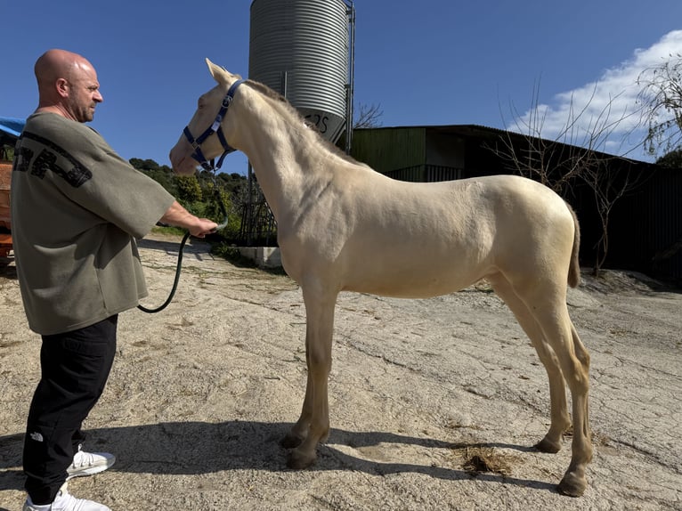 PRE Mix Stute 1 Jahr 152 cm Pearl in Estepona