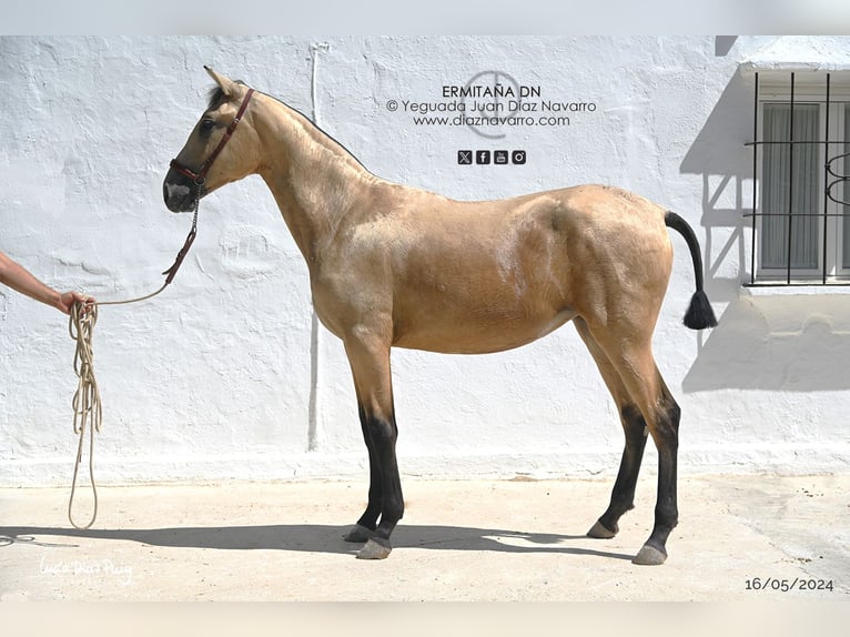 PRE Mix Stute 1 Jahr 155 cm Falbe in Arjona