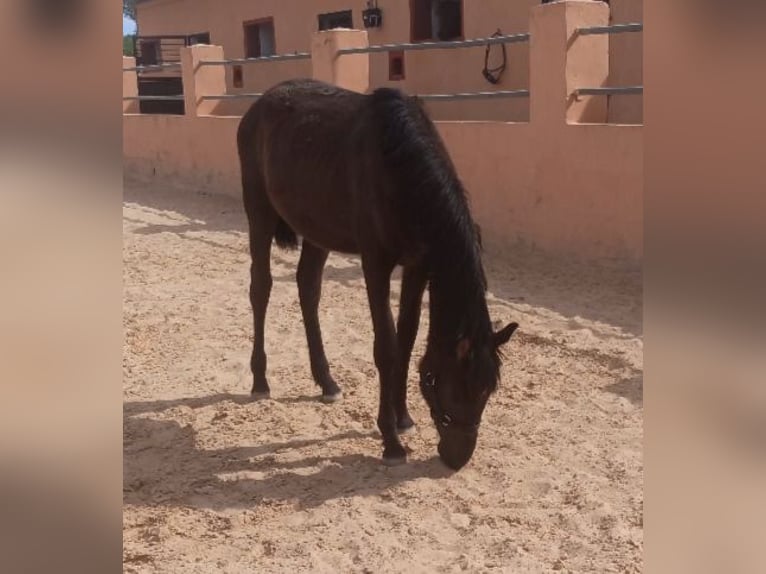 PRE Stute 1 Jahr 155 cm Rappe in Pedralba